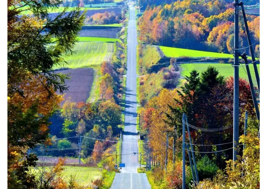 この時期が見頃！「美瑛の紅葉」【民泊　運営代行　北海道】