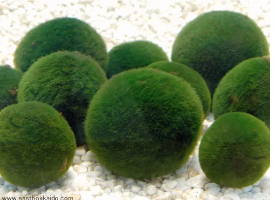 阿寒湖の奇跡！見に行こう【 札幌　民泊　運営代行　管理】