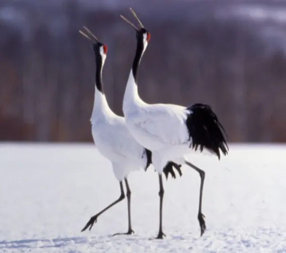 洞爺湖の新ホテル計画と鶴居村の景観保護【民泊　管理　運営代行　北海道】
