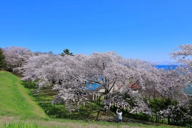 4月下旬から楽しめる!? 北海道・桜のおすすめスポット 【札幌 民泊 管理】