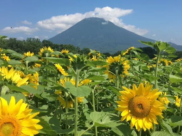 パウダースノーだけではない魅力「ニセコ民泊のススメ」【ニセコ　民泊　管理　運営代行】